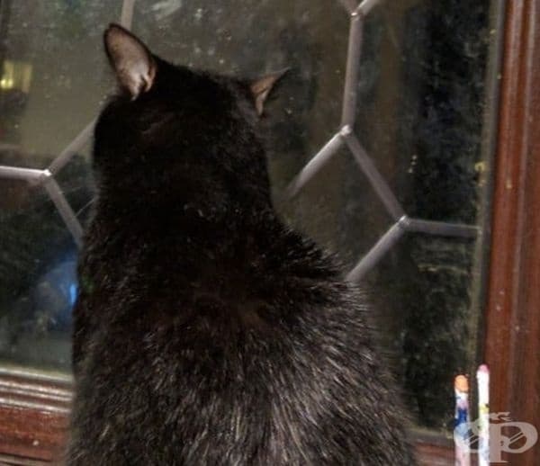 Котките могат да завъртят ушите си до 180 градуса.