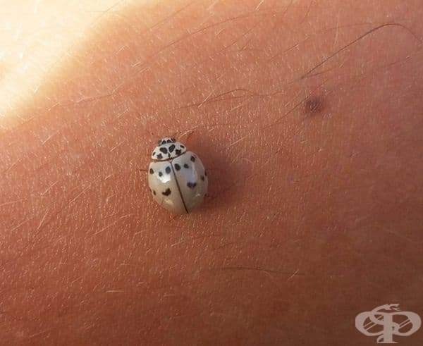 Калинка
