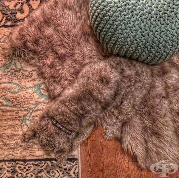 Опитайте се да намерите от къде започва кучето.