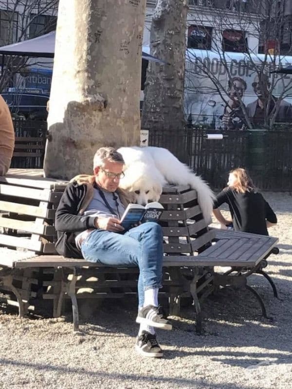 Докато другите кучета си играеха в парка, той държеше човека под око.