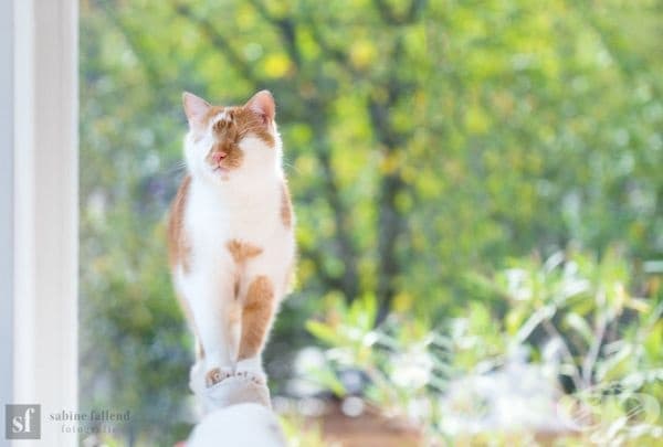 25 снимки на коте, което вижда със сърцето си