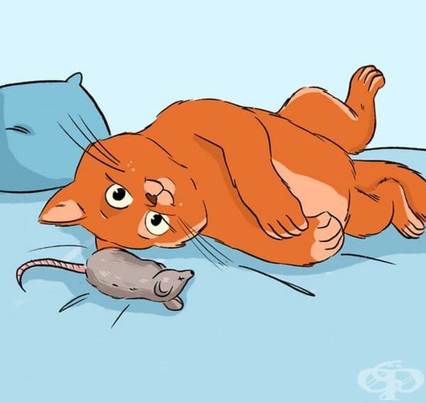 Вашето котенце се грижи за вас и няма да ви позволи да гладувате. Затова бъдете така добри и милостиво вземете мишката.