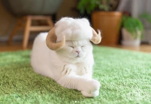 20 снимки на котки с шапки