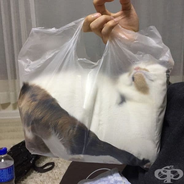 Котка в найлонова торбичка.