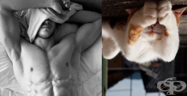 20 забавни колажа, които показват, че между котките и красивите мъже има нещо общо