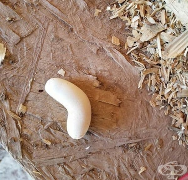 Яйце - бумеранг.