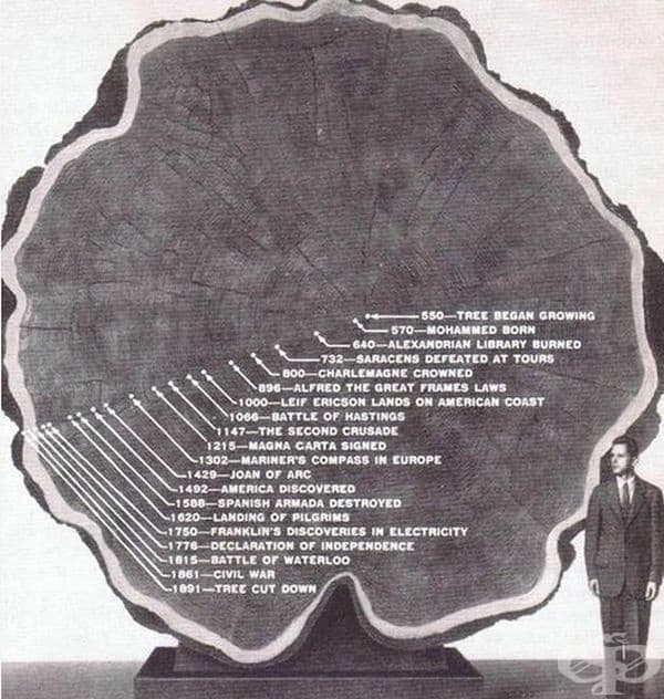 Секвоя на Марк Твен с исторически обозначения от 550 до 1891 г. През 1891 г. "Дървото на Марк Твен" е изсечено. Част от него бе изпратено в Американския природонаучен музей в Ню Йорк, а друга част в Британския природонаучен музей в Кенсингтън, Лондон.