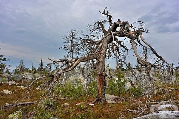 Планината Воттоваара в Карелия.Тя и околностите й са много зловещи: сухи, изкривени дървета и странни каменни блокове.Там растат 100-годишни борове с до 1 м височина, почти няма животни и птици, а езерата са необитаеми.