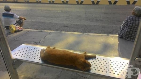 Хората стоят на тротоара, докато котката се излежава на пейката.