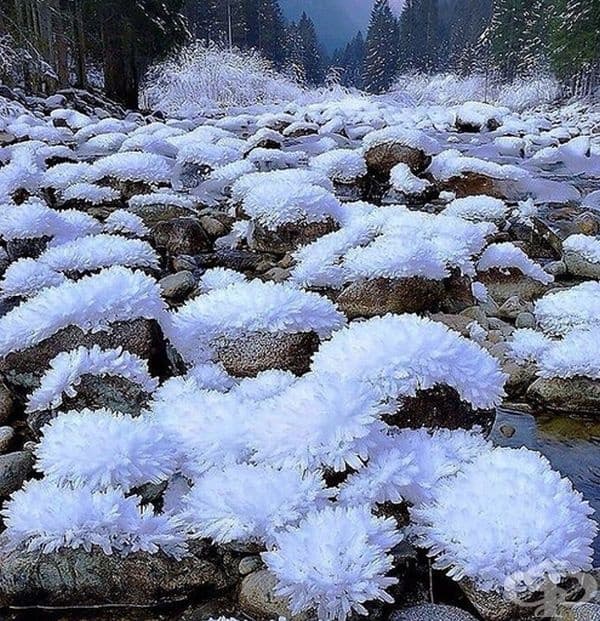 Вледенени хризантеми в региона Амур.
