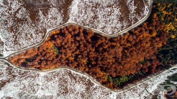 Куче.