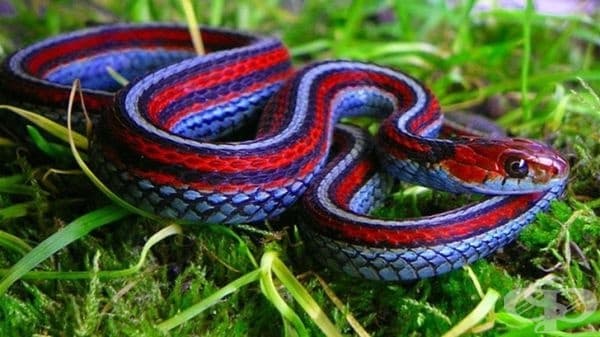 California red-sided garter snake
