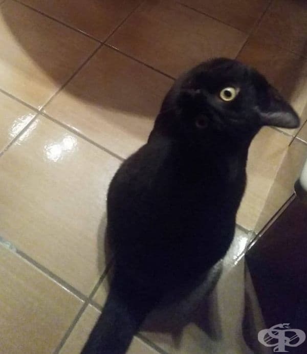 Котка или врана?