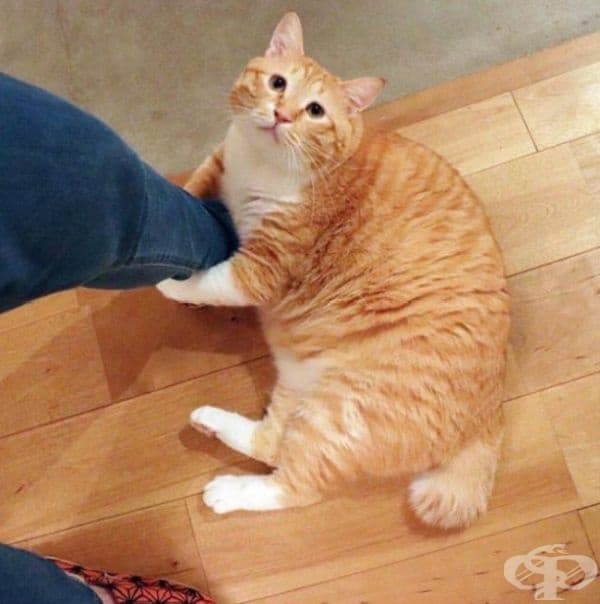 Моята основна причина за закъснение е прекалено любвеобилната ми котка.