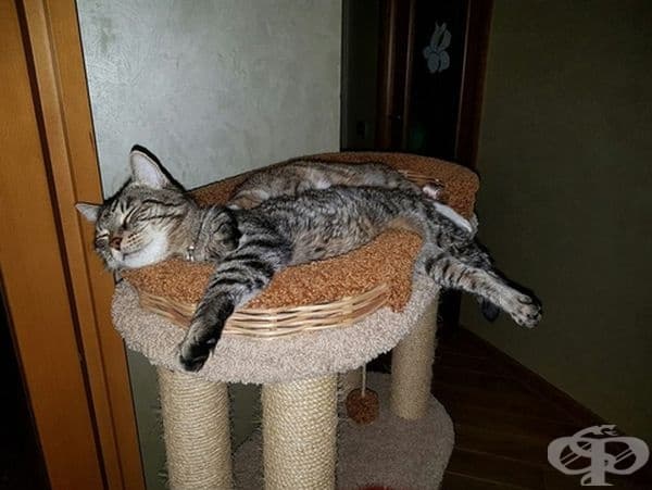 Котката потъва в текстурата.