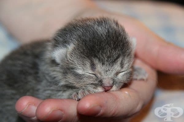 Ах ... това невинно лице!