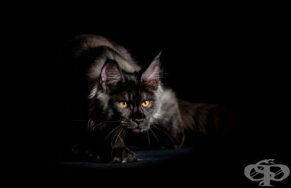 23 котки, които са тъмни като нощта
