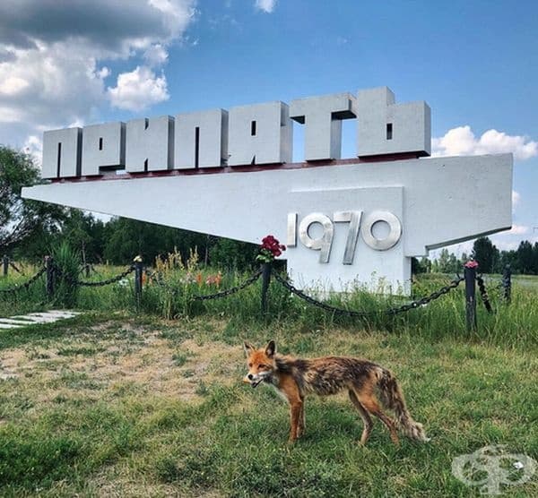 Лисица в Припят.