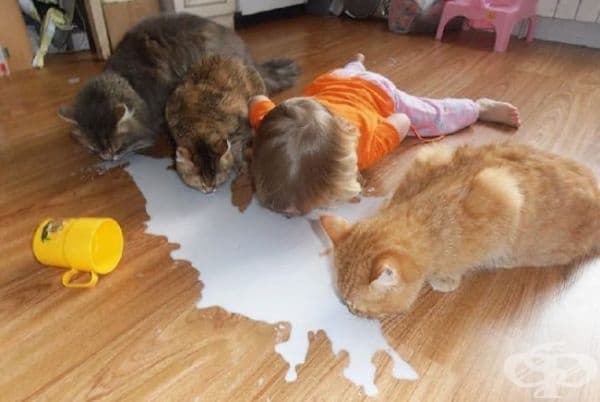 "Ден 12. Те все още не знаят, че не съм котка."