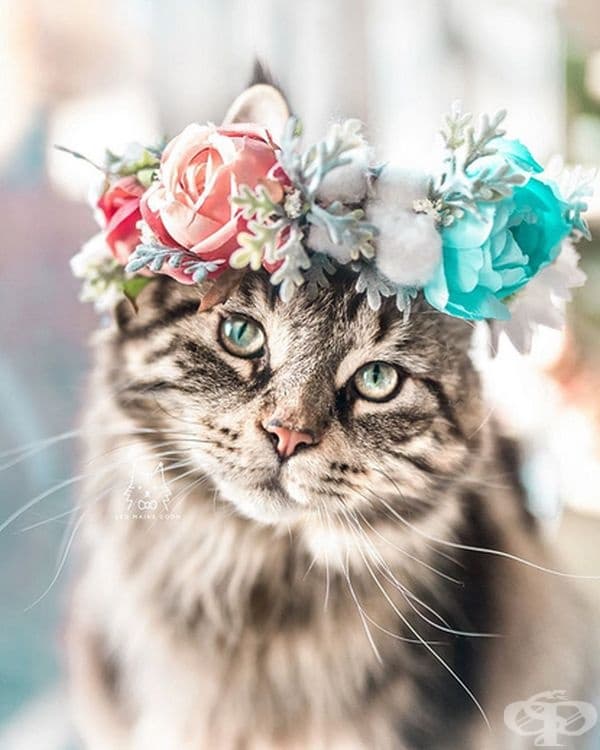 Котки и кучета с величествени корони от пъстри цветя