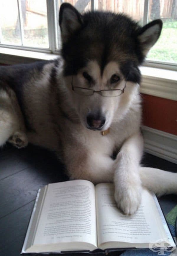 "Оставете ме да довърша книгата!"