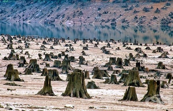 На мястото на гъста гора в националния парк Уилямс в Орегон са останали само пънове.