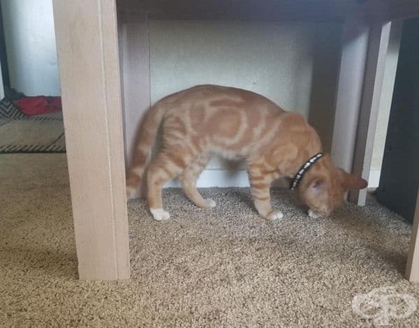 Виждате ли цифрата 5? Потърсете я в окрасата по котето.