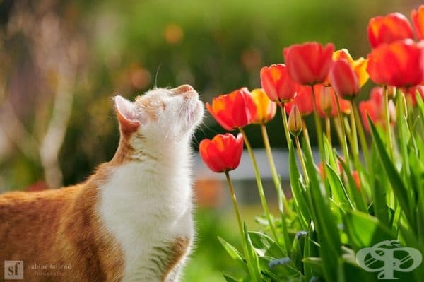 25 снимки на коте, което вижда със сърцето си