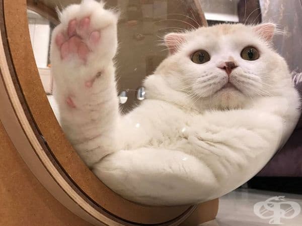 Дизайнерска компания създава космически легла за котки