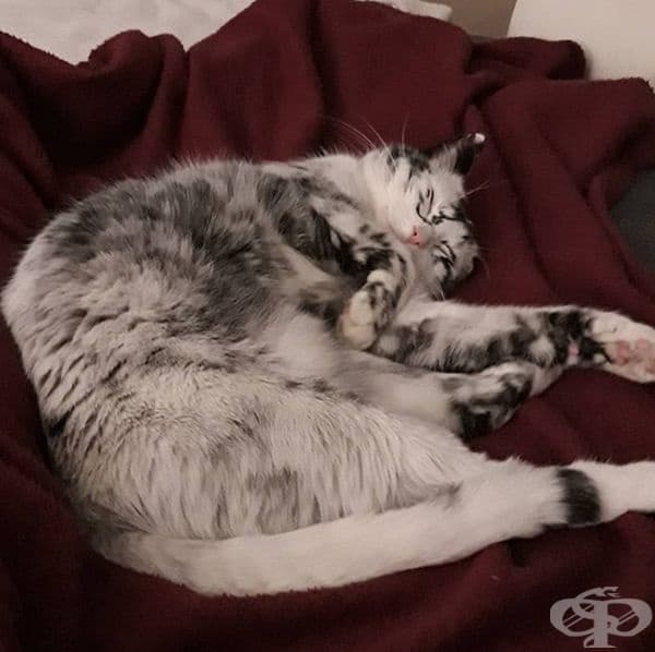 Заболяването не представлява опасност за живота на котето.