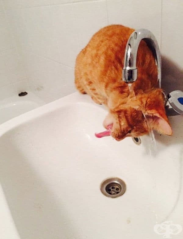 Умен вариант да се пие вода.