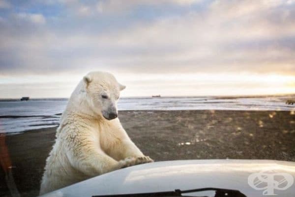 35 най-добри снимки в историята на National Geographic