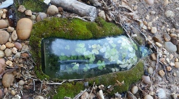 Детелинки, пораснали в бутилка.