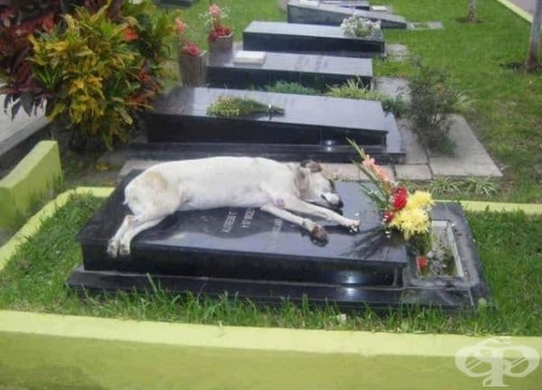 То просто иска да бъде близо до своя приятел.