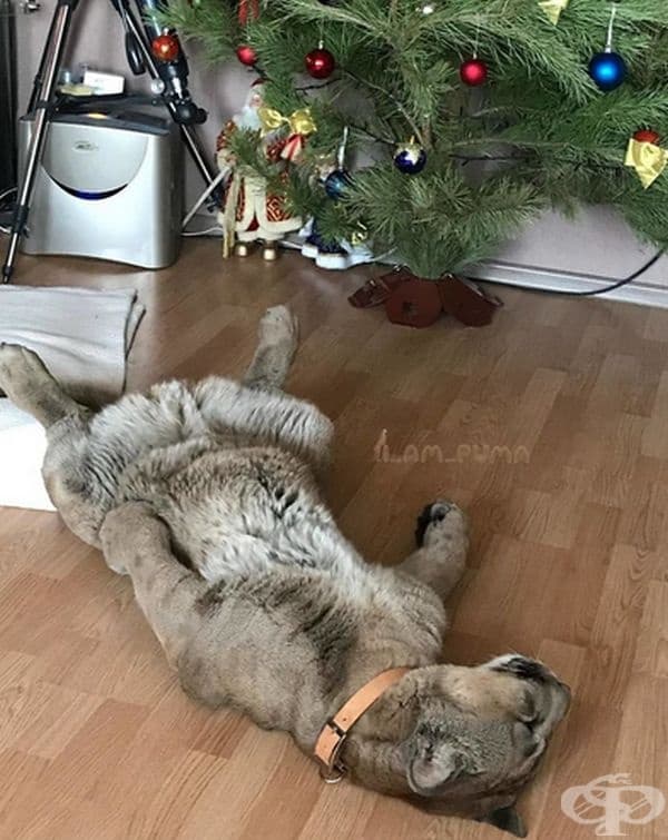За тяхно удивление ръководството се съгласява.