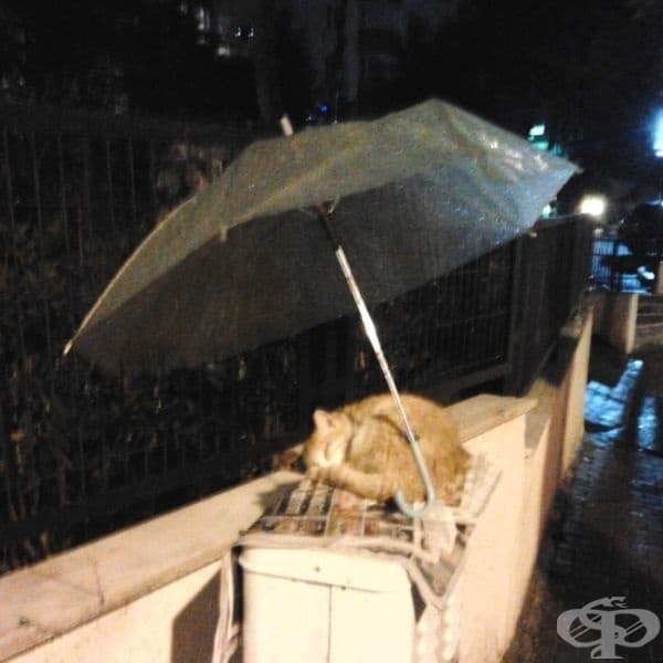 Чувствах се тъжна, затова излязох на кратка разходка. Когато видях това, се почувствах толкова добре. Благодаря ти, непознати човече!