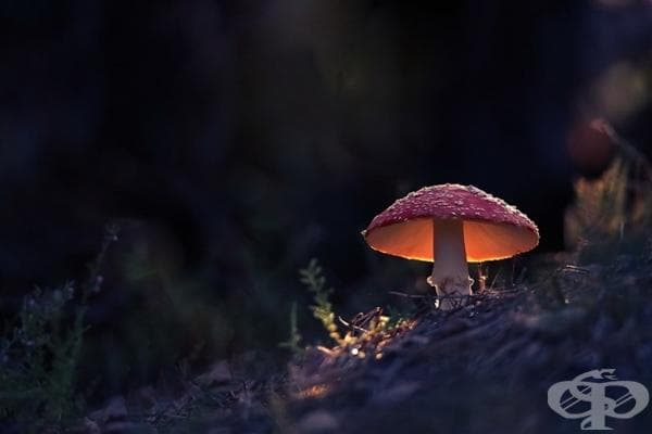 Самотник с червена шапка.