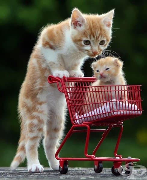 15 невероятни котки и техните малки копия