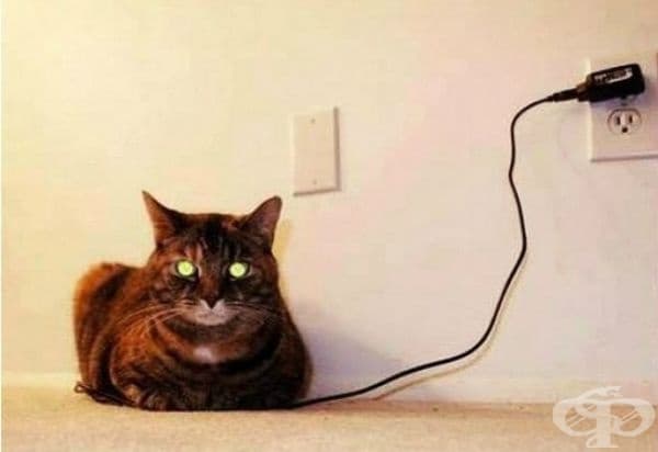 Моята котка вече е напълно заредена.