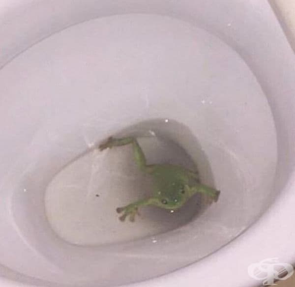 Как да се ползва тоалетната?
