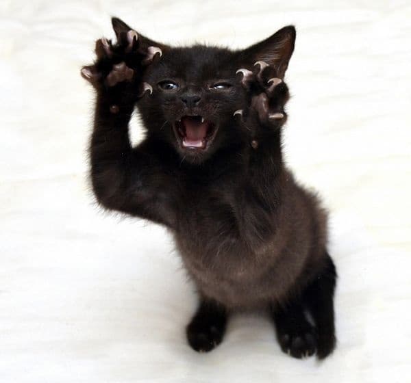 23 котки, които са тъмни като нощта
