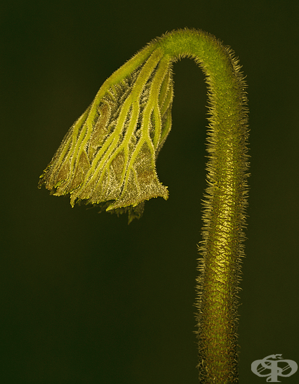 Astilboides tabularis