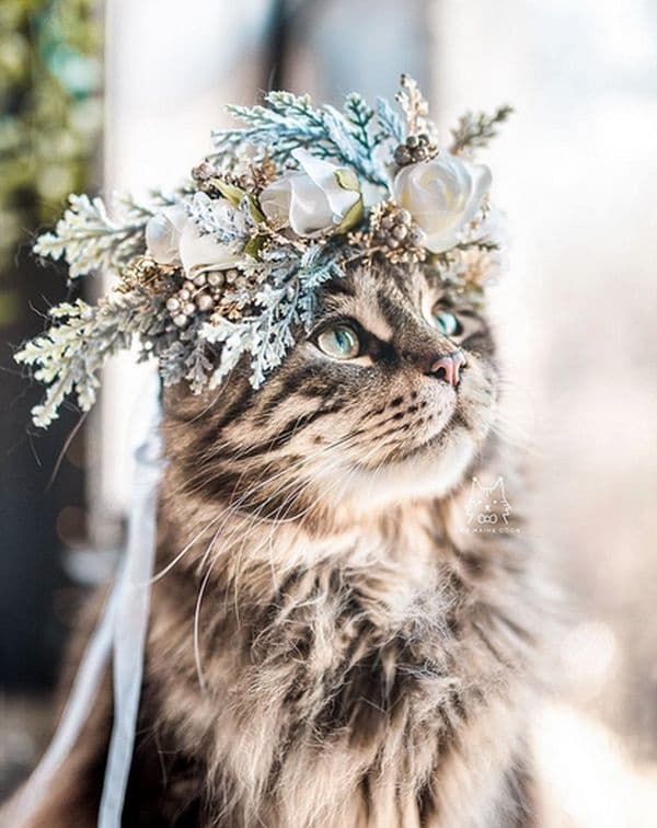 Котки и кучета с величествени корони от пъстри цветя
