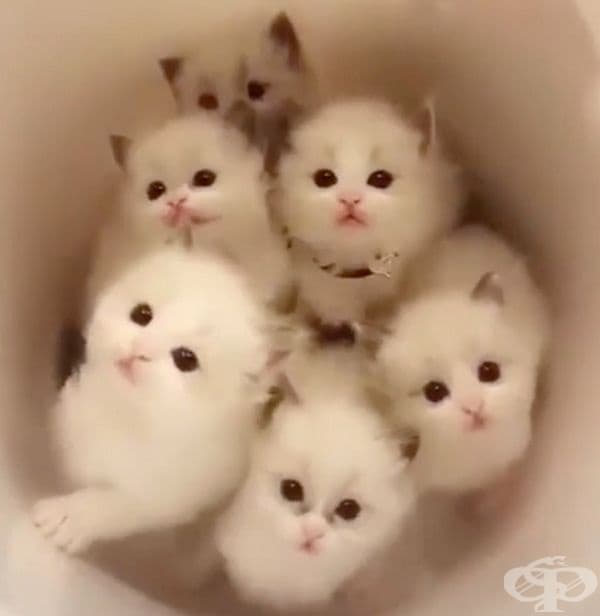 Букет от котенца.