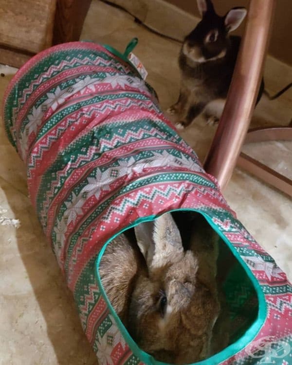 Тя, като всяка уважаваща себе си дама, има профил в Instagram.