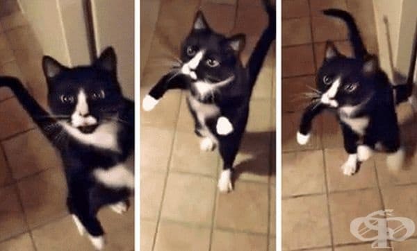 Много котки могат да намерят пътят към дома, въпреки дългите разстояния. Според експерти котките се ориентират по слънчевата светлина или имат магнетизирани клетки в мозъка, които работят като компас.