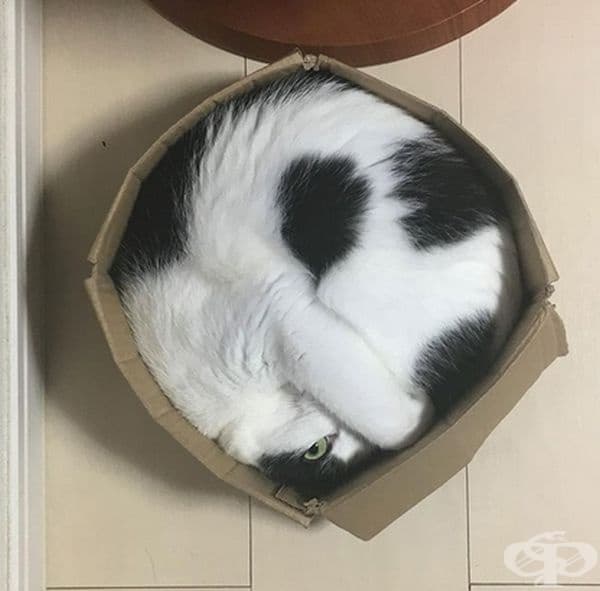Обикновена кръгла котка.