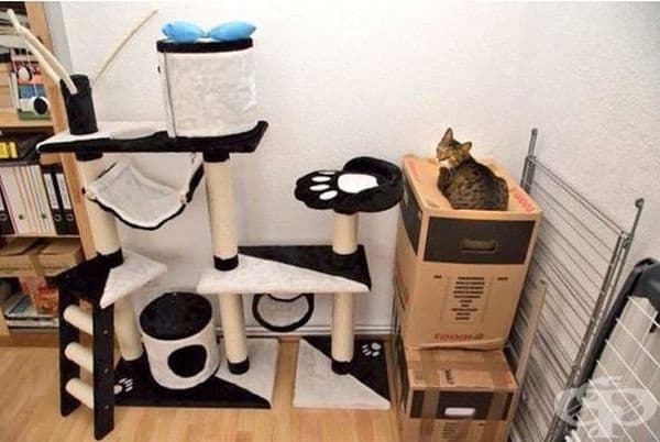 Защо са ви нови мебели за котки, когато имате кашони вкъщи?