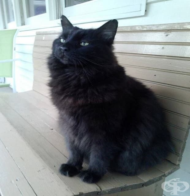 "Нямам котка. За щастие моят квартал предлага доставка на котки."