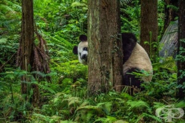 35 най-добри снимки в историята на National Geographic